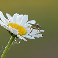 Dung Fly on Oxeye Daisy 